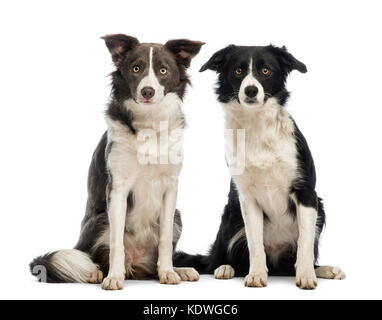 Due border Collies, 8 mesi di età, seduto e guardando la telecamera di fronte a uno sfondo bianco Foto Stock