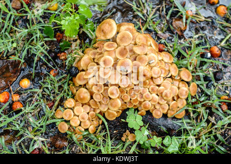 Un patch di miele fungo funghi Armillaria mellea, in crescita di circa Crabapple, malus, radici di albero in un prato urbano nella città di Oklahoma, Oklahoma, Stati Uniti d'America. Foto Stock