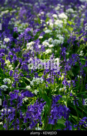 Allium ursinum, Hyacinthoides non scripta, bianco, blu, fiori, fiori, aglio selvatico, bluebells, legno, bosco, molla, Blarney Castle Gardens, arbo Foto Stock