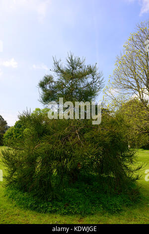 Cryptomeria japonica araucarioides, cedro, cedri, Snake-branch cedro giapponese, conifere conifere, evergreen, albero, alberi, RM floreale, Foto Stock