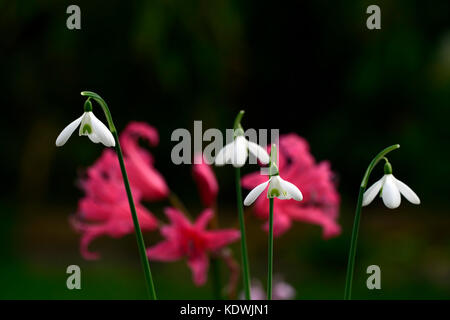 Galanthus reginae olgae-eleni x Ann Marie kee, G.R., zelo Nerine Gigante, autunno, autunnale, caduta, fiori, fiori, fioritura, snowdrop, bucaneve, RM Foto Stock