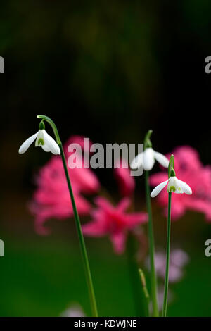 Galanthus reginae olgae-eleni x Ann Marie kee, G.R., zelo Nerine Gigante, autunno, autunnale, caduta, fiori, fiori, fioritura, snowdrop, bucaneve, RM Foto Stock