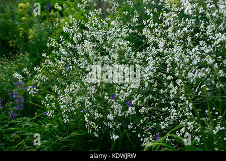 Hesperis matronalis, dolce rucola, bianco, fiori, fiori, fioritura, tarda primavera, molla, RM Floral Foto Stock