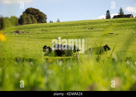 Vacche che stabilisce in un campo in estate Foto Stock