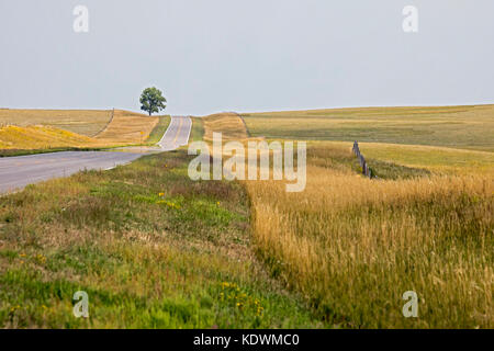 La contea di sioux, Nebraska - a Lone Tree si affianca l'autostrada 29 in western nebraska. Foto Stock