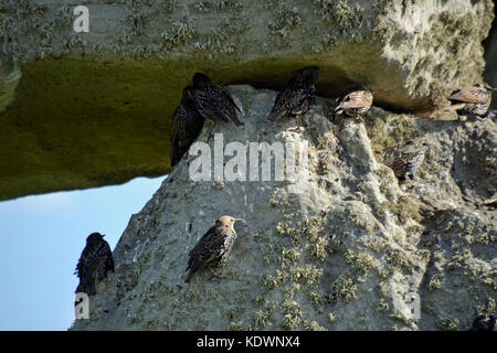 Gli storni sulla pietra permanente, sarsen pietra, Stonehenge Foto Stock