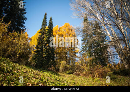 Autunno alberi con foglie cadute su uno sfondo di cielo blu. diverse sfumature di autunno Foto Stock