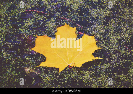 Verde Foglia di acero in autunno su uno sfondo di acqua con spruzzi di una soleggiata giornata autunnale. gialla maple leaf in una palude. Foto Stock