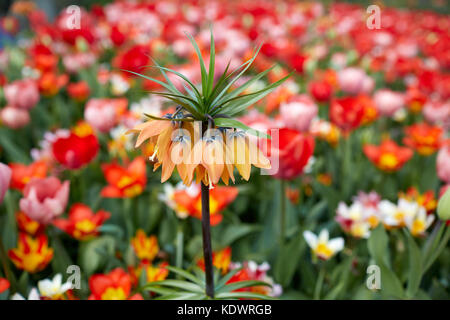 Giardini Keukenhof in Olanda, famosa per la sua molla visualizza dei tulipani, giacinti e narcisi Foto Stock