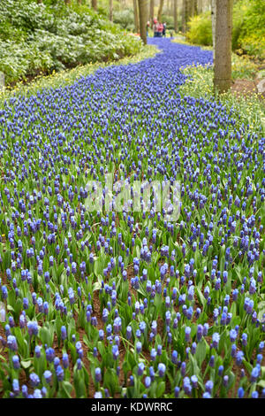 Giardini Keukenhof in Olanda, famosa per la sua molla visualizza dei tulipani, giacinti e narcisi Foto Stock