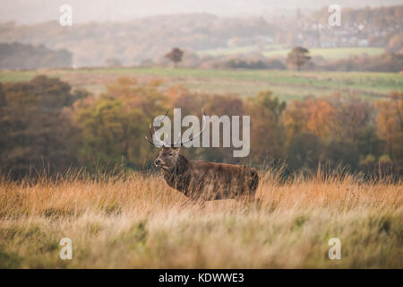Un cervo rosso cervo sorge sulla brughiera nel Peak District Foto Stock