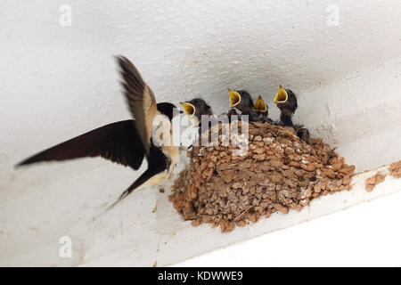Una rondine bird alimentando i suoi pulcini nel nido. Foto Stock