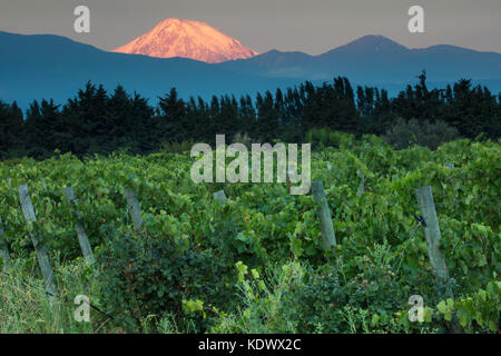 Prima luce su volcan tupungato da vigneti dell'UCO valley, provincia di Mendoza, Argentina Foto Stock