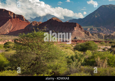 Pappagalli di decollare da un albero nella Quebrada de la Conches, Valles Calchaquies, Provincia di Salta, Argentina Foto Stock