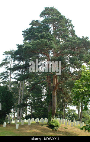 Netley Military War Cemetery, Hampshire, Inghilterra Foto Stock