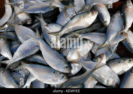 Argento piccolo pesce appena pescato e venduto dal mare nella galle sri lanka Foto Stock