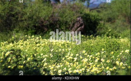 Fiori gialli in Bloom, mashatu, northern tuli Game Reserve, Botswana Foto Stock