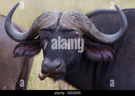 Maschio di bufali ritratto, Kruger National Park, Sud Africa Foto Stock