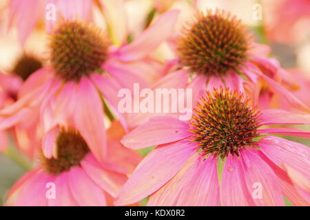 Echinacea "Cheyenne Spirit", un ibrido coneflower, in piena fioritura nel bordo di un giardino inglese in tarda estate, REGNO UNITO Foto Stock