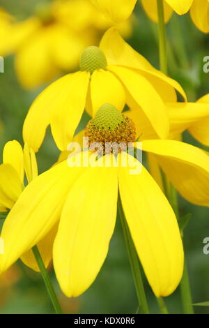 Laciniata Rudbeckia herbstsonne, chiamato anche Rudbeckia sole autunnale, coneflower, in piena fioritura in un giardino inglese in tarda estate,UK Foto Stock