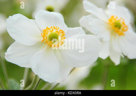 Anemone x hybrida Honorine Jobert, giapponese anemone, in piena fioritura in un giardino inglese in tarda estate, REGNO UNITO Foto Stock