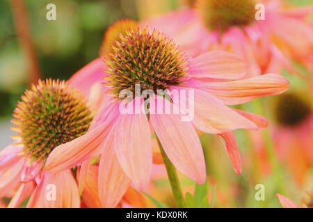 Echinacea "Cheyenne Spirit", un ibrido coneflower, in piena fioritura nel bordo di un giardino inglese in tarda estate, REGNO UNITO Foto Stock