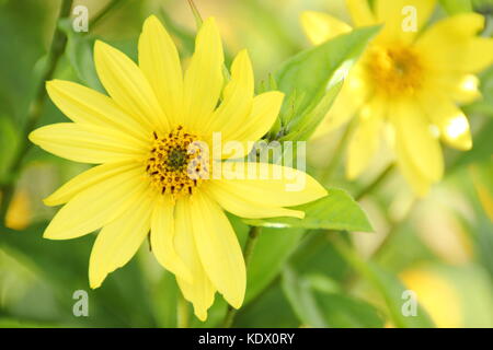 Helianthus 'Lemon Queen', un perenne di girasole, in piena fioritura in un giardino inglese confine in tarda estate, REGNO UNITO Foto Stock