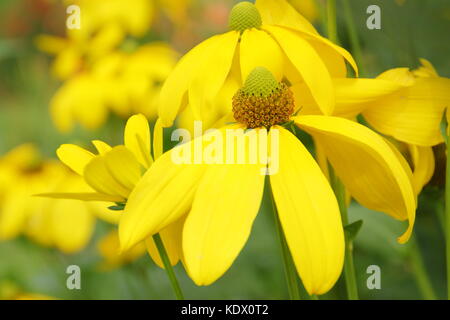 Laciniata Rudbeckia herbstsonne, chiamato anche Rudbeckia sole autunnale, coneflower, in piena fioritura in un giardino inglese in tarda estate,UK Foto Stock