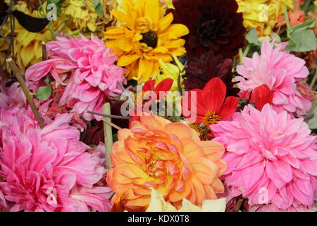 Si arresta di sbiadito dahlia blumi, rimosso per promuovere un continuo fiorire Foto Stock