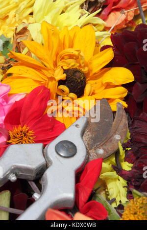 Si arresta di sbiadito dahlia blumi, rimosso con secateurs per promuovere un continuo fiorire in un giardino inglese in tarda estate Foto Stock