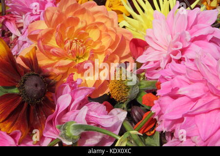 Si arresta di sbiadito dahlia blumi, rimosso per promuovere un continuo fiorire Foto Stock