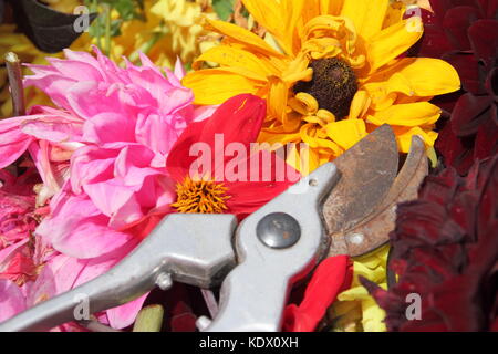 Si arresta di sbiadito dahlia blumi, rimosso con secateurs per promuovere un continuo fiorire in un giardino inglese in tarda estate Foto Stock