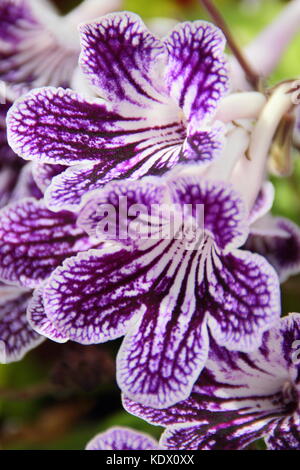 Streptocarpus Polka-dot viola pianta di casa fioritura in tarda estate, REGNO UNITO Foto Stock