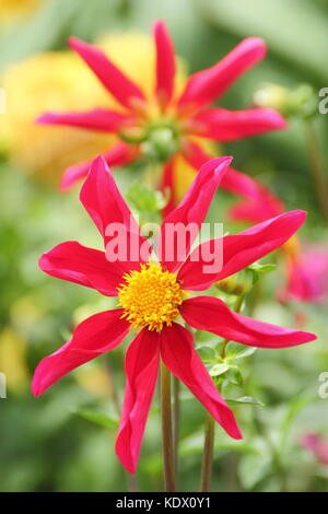 Dahlia Honka rosso, un stile di orchidee dalia, in piena fioritura nel bordo di un giardino inglese in tarda estate, REGNO UNITO Foto Stock