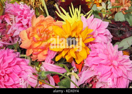 Si arresta di sbiadito dahlia blumi, rimosso per promuovere un continuo fiorire Foto Stock