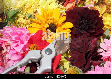 Si arresta di sbiadito dahlia blumi, rimosso con secateurs per promuovere un continuo fiorire in un giardino inglese in tarda estate Foto Stock