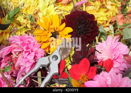 Fiori spesi, deadesivi di fiori sbiaditi di dahlia, rimossi con forbici per promuovere la fioritura continua in un giardino inglese a fine estate Foto Stock