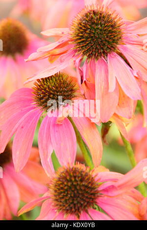 Echinacea "Cheyenne Spirit", un ibrido coneflower, in piena fioritura nel bordo di un giardino inglese in tarda estate, REGNO UNITO Foto Stock