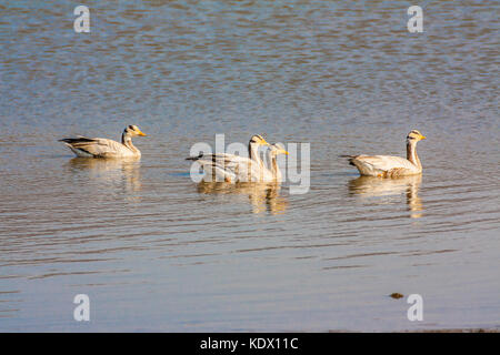 Bar-headed goose, sariska riserva della tigre, India. Il bar-headed goose (Anser indicus) è un oca che le razze in Asia centrale in colonie di migliaia n Foto Stock