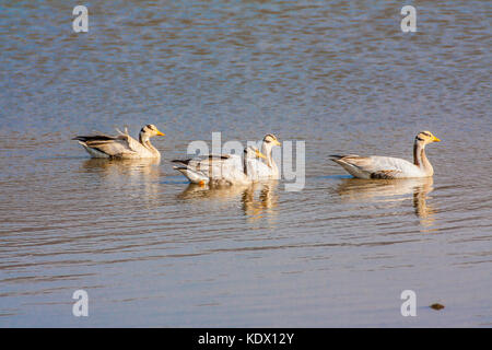 Bar-headed goose, sariska riserva della tigre, India. Il bar-headed goose (Anser indicus) è un oca che le razze in Asia centrale in colonie di migliaia n Foto Stock