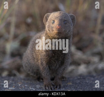 La mangusta nana vicino parco nazionale Kruger, sud africa Foto Stock