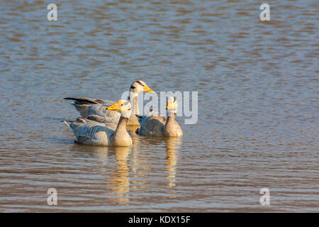 Bar-headed goose, sariska riserva della tigre, India. Il bar-headed goose (Anser indicus) è un oca che le razze in Asia centrale in colonie di migliaia n Foto Stock