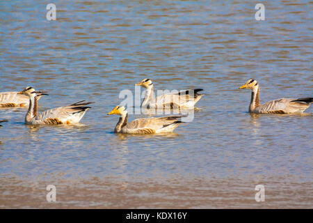 Bar-headed goose, sariska riserva della tigre, India. Il bar-headed goose (Anser indicus) è un oca che le razze in Asia centrale in colonie di migliaia n Foto Stock