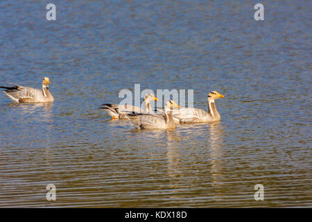 Bar-headed goose, sariska riserva della tigre, India. Il bar-headed goose (Anser indicus) è un oca che le razze in Asia centrale in colonie di migliaia n Foto Stock