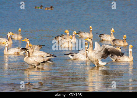 Bar-headed goose, sariska riserva della tigre, India. Il bar-headed goose (Anser indicus) è un oca che le razze in Asia centrale in colonie di migliaia n Foto Stock