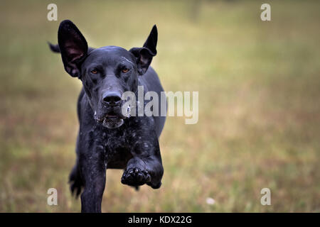 Il tedesco shorthaired puntatore cane corre direttamente alla fotocamera Foto Stock