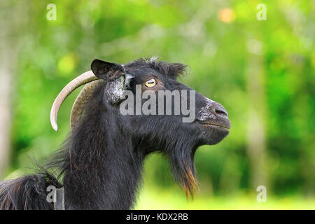 Nero ram barbuto ritratto su verde al di fuori della messa a fuoco lo sfondo colorato Foto Stock