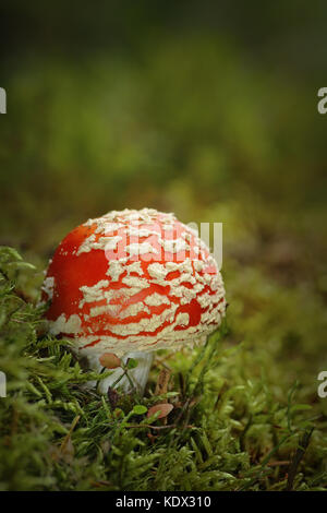 Colorato fly agaric cresce su moss in boschi di montagna ( amanita muscaria ) Foto Stock