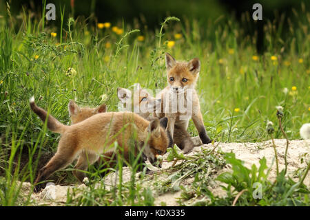 Carino fox fratelli giocando burrow ( vulpes vulpes ) Foto Stock