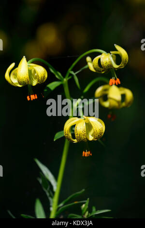 Il Lilium pyrenaicum, giglio dei Pirenei, giallo Turk cappuccio del Giglio, Pirenei, regioni montane, fiori, fioritura, fiore giallo, giglio, lillies, RM Floral Foto Stock